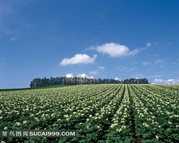 陆地旷野一道道白色的花朵