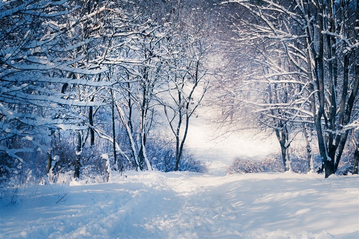 雪天道路两旁风景高清图片