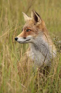 高清草狐图片动物大全