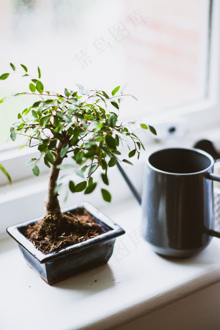 桌面盆栽植物图片