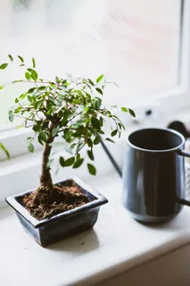 桌面盆栽植物图片 桌面盆栽植物图片