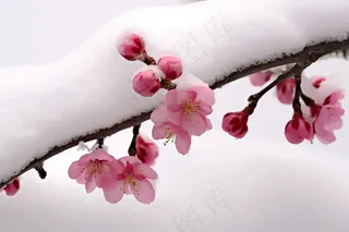 冬季白雪覆盖的梅花摄影图