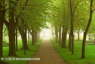 绿荫小道图片素材