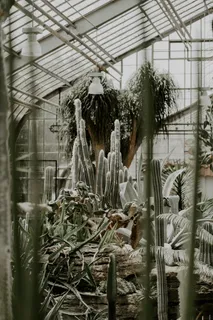 绿色仙人掌仙人球摄影素材 绿色仙人掌仙人球摄影素材