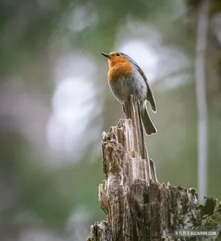 可爱的小鸟图片