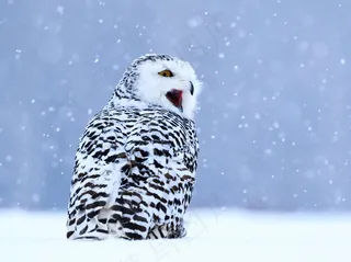 霸气雪鸮图片