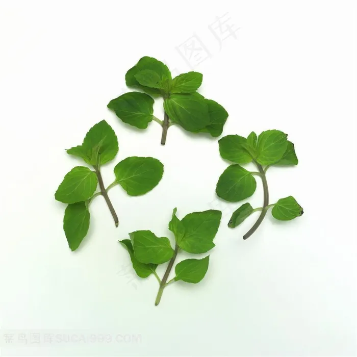 新鲜蔬果菜叶高清摄影