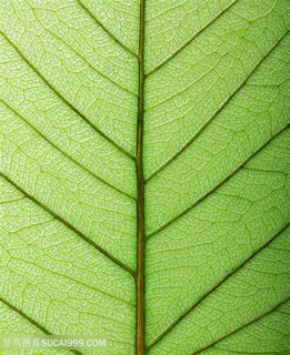 唯美叶脉高清图片 唯美叶脉高清图片
