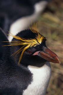 萌萌的漂亮企鹅
