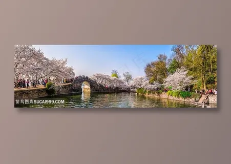 浪漫的长春桥樱花林 浪漫的长春桥樱花林