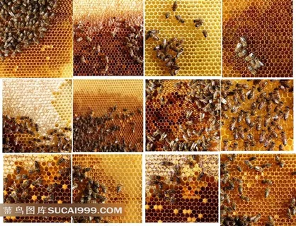 正在筑巢的蜜蜂高清摄影图片