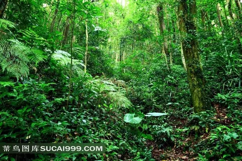 丛林系列 - 茂密幽静的丛林