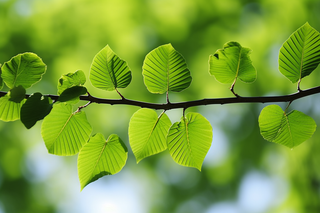 绿意盎然下的绿叶树枝摄影图