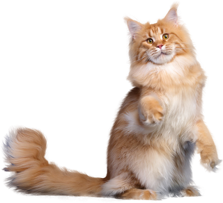 免扣素材实物猫咪摄影