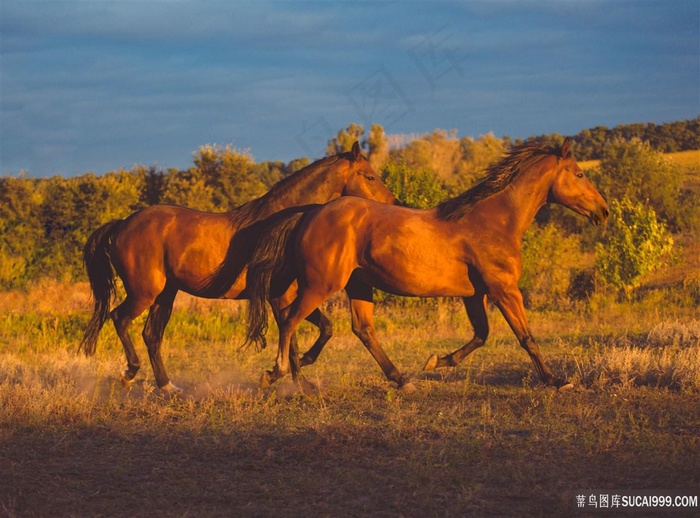 两匹纯种的汗血马