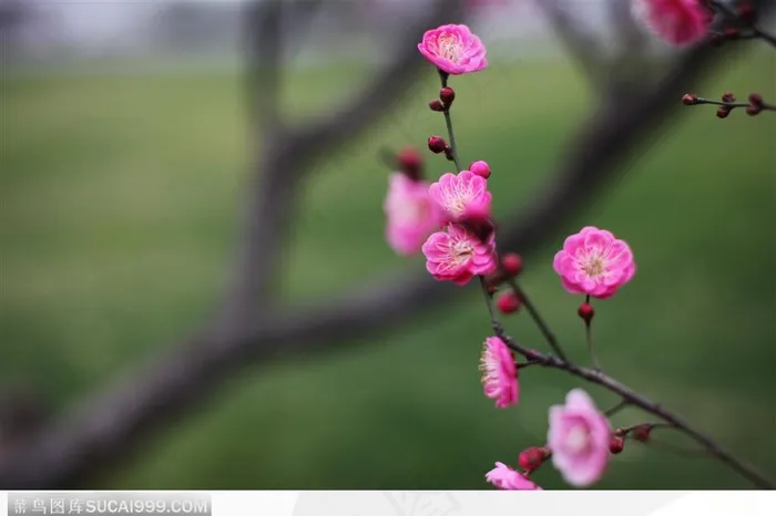 梅花情缘-艳丽的粉色小梅花