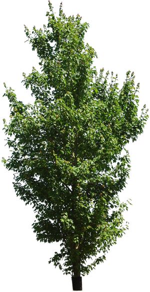 高清树木素材 免抠PSD植物素材 美术绘画园林贴图 树草灌木花草 高清树木素材 免抠PSD植物素材 美术绘画园林贴图 树草灌木花草