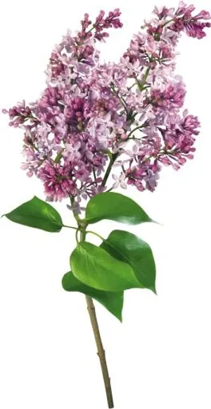 紫丁香 PNG免抠