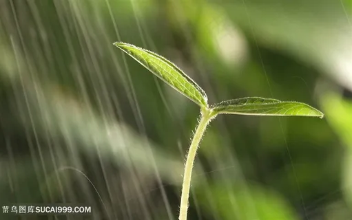 农作物豆芽素材图片 农作物豆芽素材图片