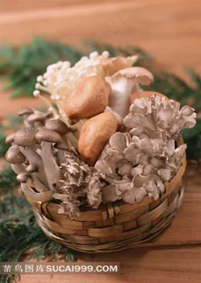 框子里的蘑菇高清素材 框子里的蘑菇高清素材