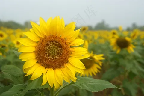 黄色大朵向日葵图片