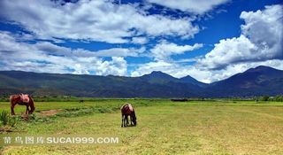 草地上吃草的马