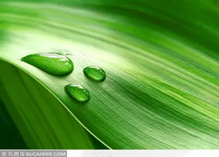 绿叶与叶子上的水珠