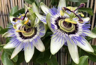 百香果花朵近景图片