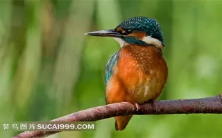 树桩上的翠鸟图片