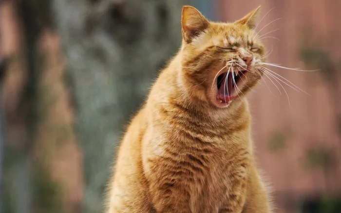 可爱猫猫图片