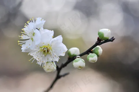早春梅花图片 早春梅花图片