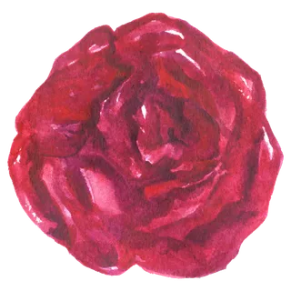 鲜花玫瑰免扣素材