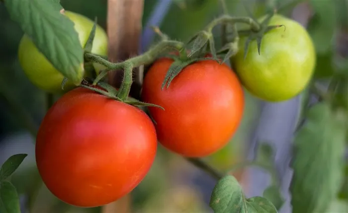 番茄 西红柿自然 绿色 果