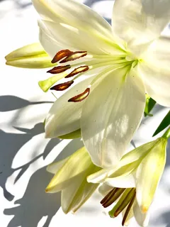 白色纯洁百合摄影素材 白色纯洁百合摄影素材