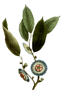 复古手绘植物花卉玫瑰花PNG免扣图案高清图片PS设计素材图