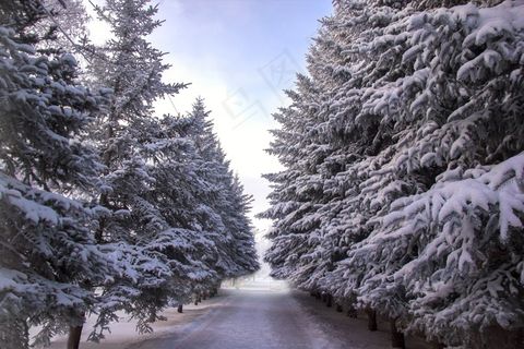 云杉雪景图片 云杉雪景图片