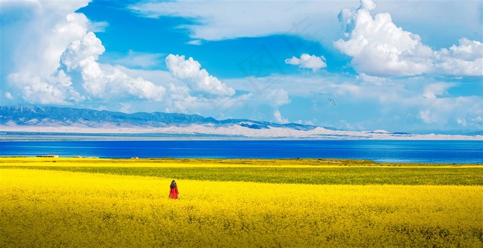 蓝海油菜花蓝天白云风景