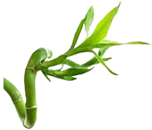 PNG 绿色竹子 