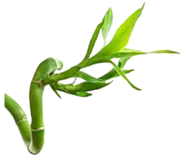 PNG 绿色竹子  PNG 绿色竹子