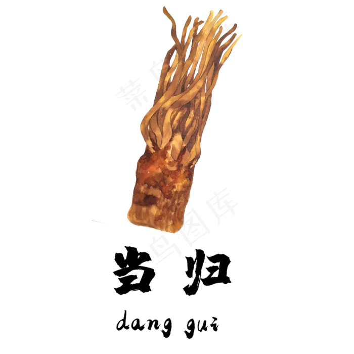 手绘草本中药药材当归