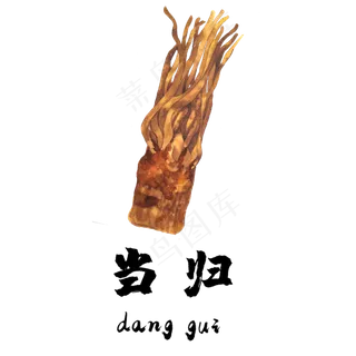 手绘草本中药药材当归