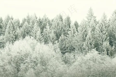 很漂亮的冬季树林 很漂亮的冬季树林