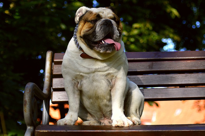 英国斗牛犬蠢萌图片