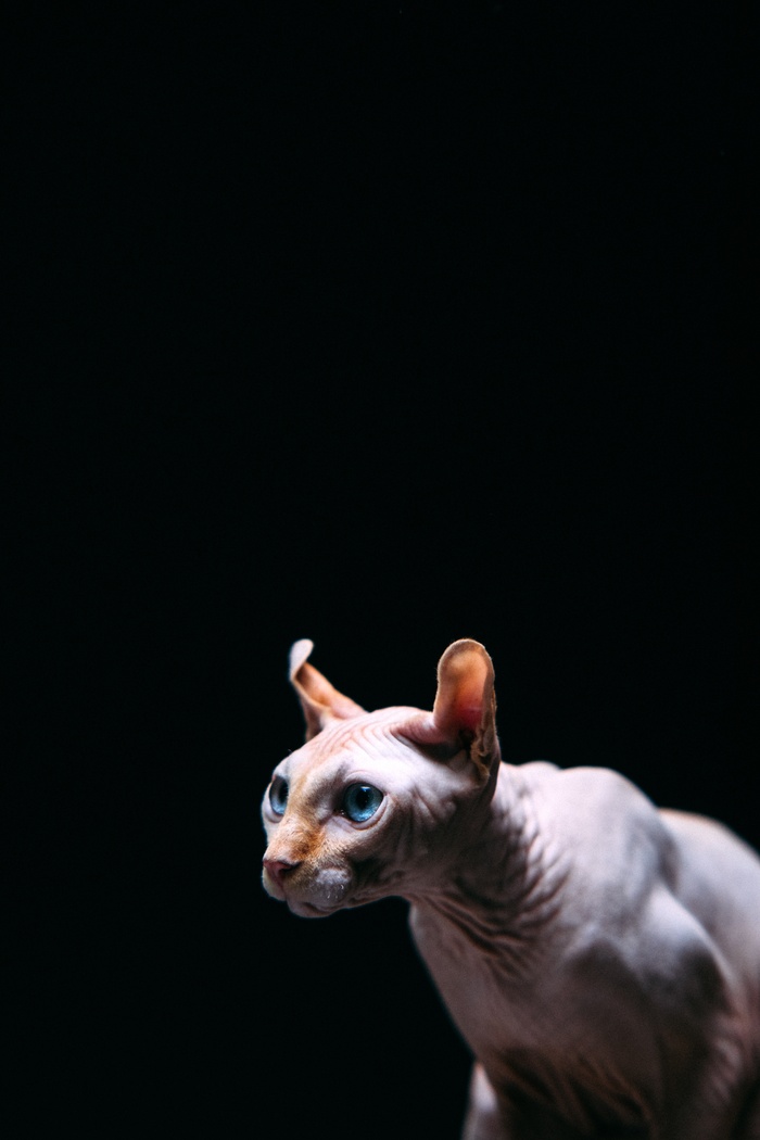 可爱猫咪猫猫摄影素材