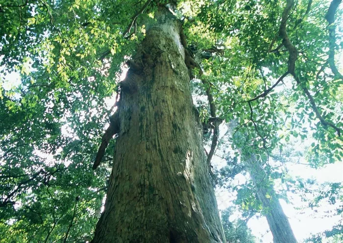 森林风景春天风景jpg素材