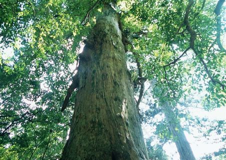 森林风景春天风景jpg素材