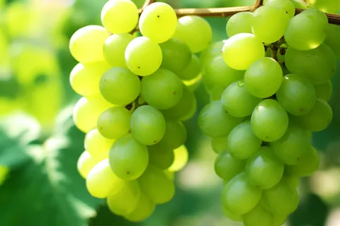 阳光下的青提葡萄架水果摄影图