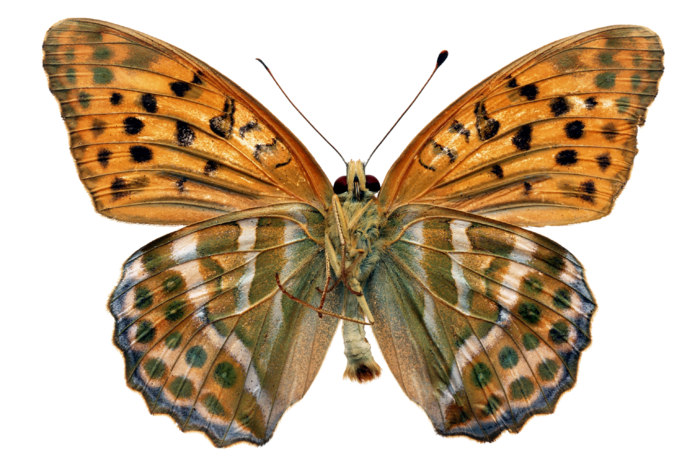 蝴蝶 彩蝶 花蝴蝶 动物 昆虫 免抠