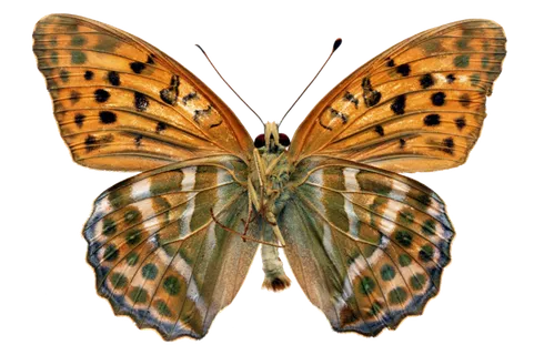 蝴蝶 彩蝶 花蝴蝶 动物 昆虫 免抠