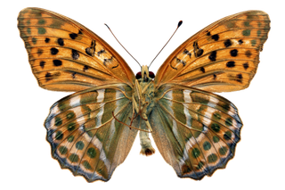 蝴蝶 彩蝶 花蝴蝶 动物 昆虫 免抠